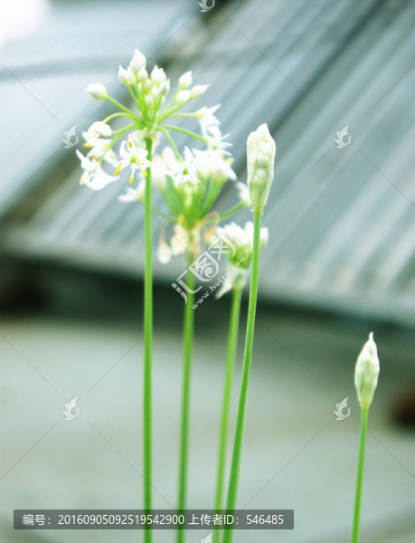 山韭菜