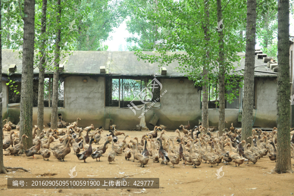 養(yǎng)鴨場(chǎng),鴨子