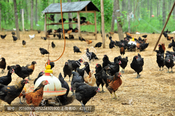 養(yǎng)雞場