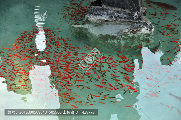 魚(yú)池,,金魚(yú)養(yǎng)殖