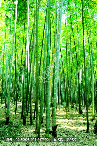 竹林