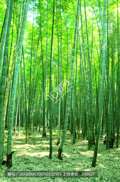 竹林