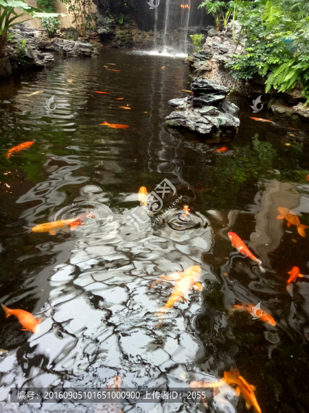 園林景觀,觀賞魚