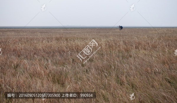 草地,鄱陽湖