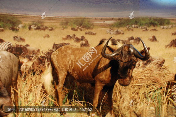非洲野牛