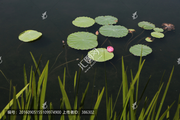 荷花