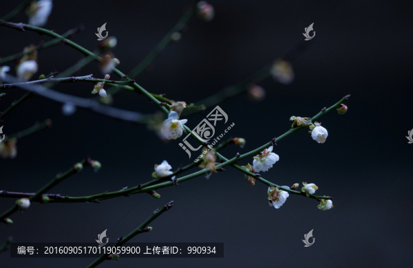 梅花