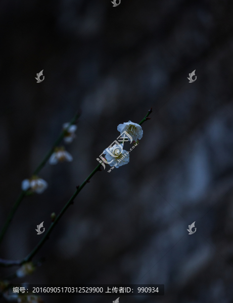 梅花
