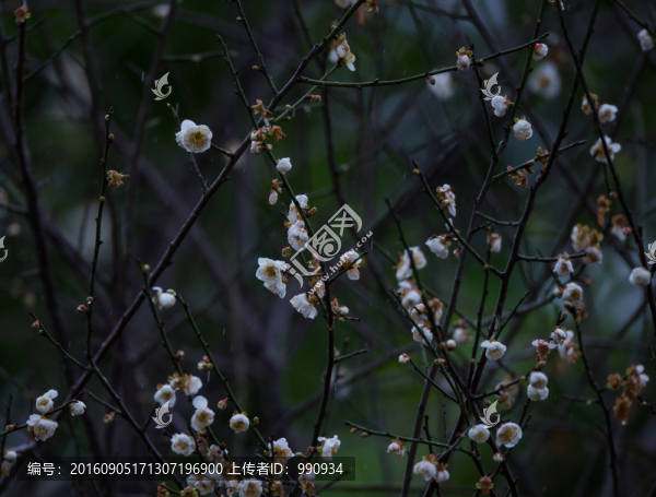 梅花