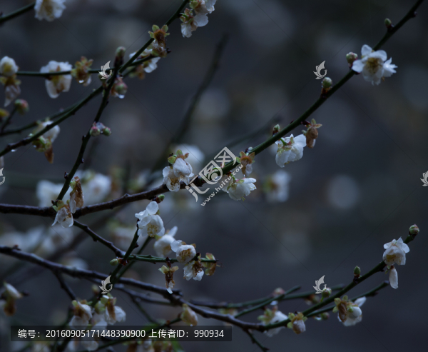 梅花