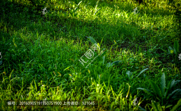 綠色寫意