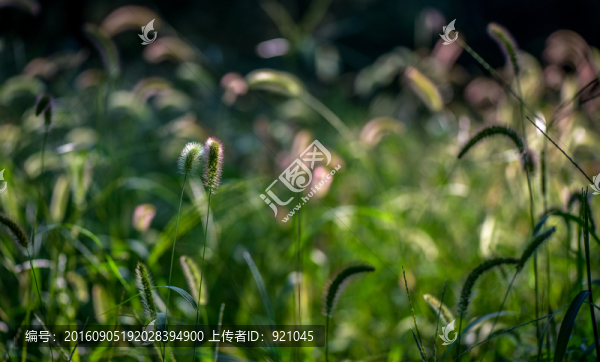 狗尾巴草