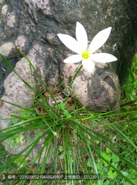 蘭花