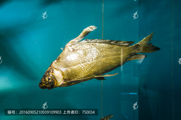 鰱魚標(biāo)本