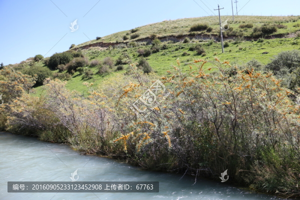 山溪,沙棘林