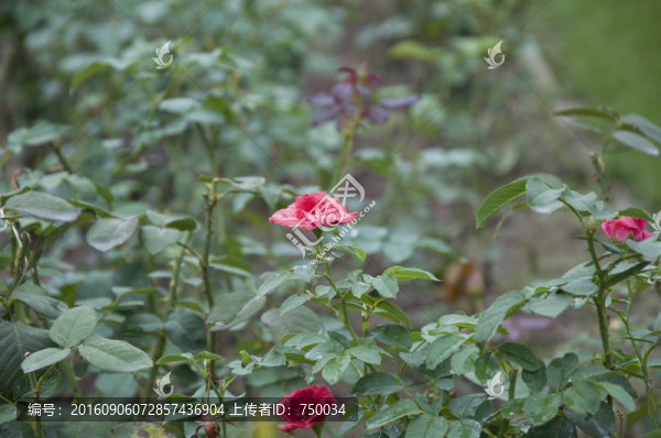 玫瑰花