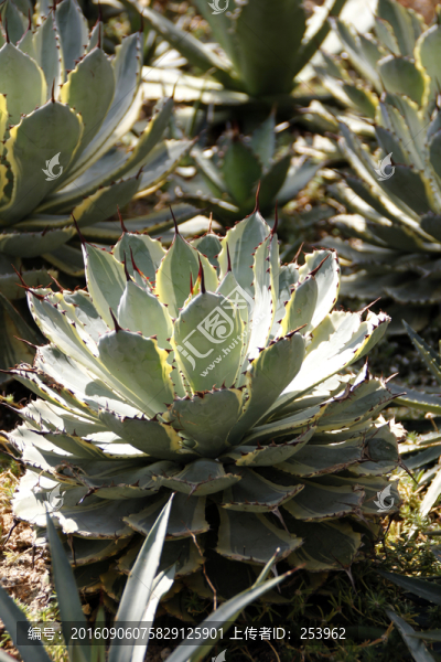 多肉植物-匯圖網(wǎng) www.fosd68.com 多肉植物