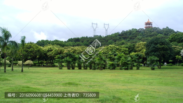 公園草地