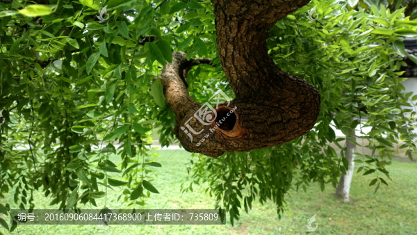 樹洞