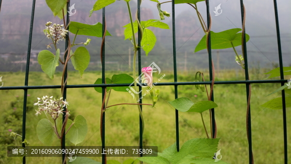 鐵欄上的植物