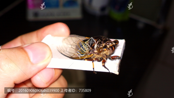 蟬