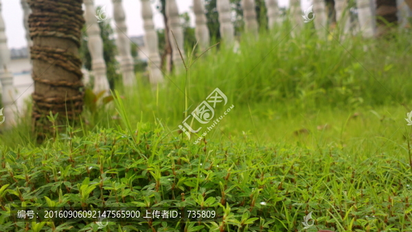 樹下青草