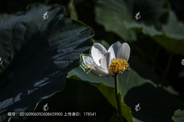 荷葉