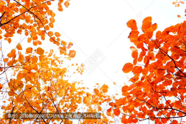 紅葉背景