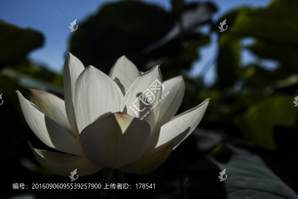 荷花
