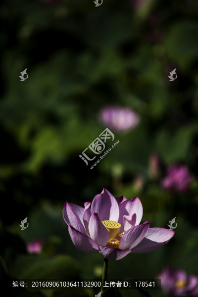 荷花-匯圖網(wǎng) www.fosd68.com 荷花