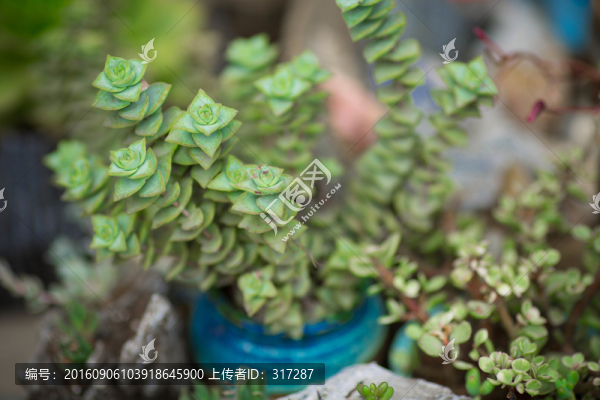 多肉植物