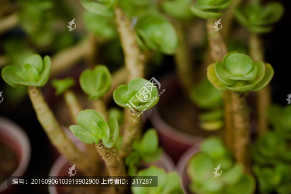 多肉植物
