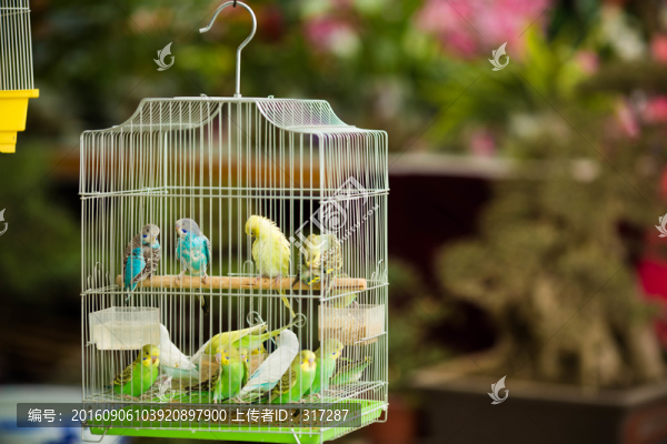 鳥籠