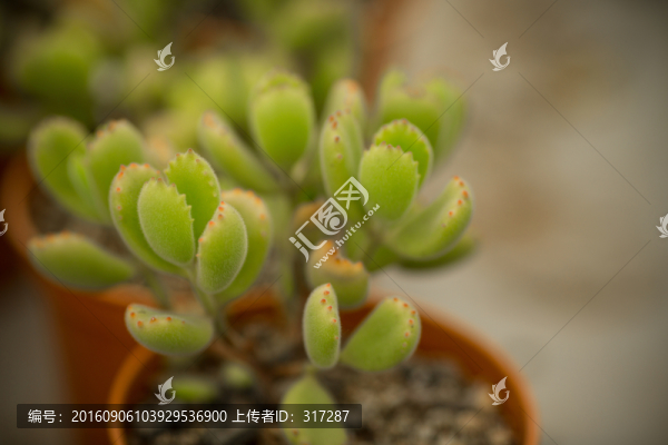 多肉植物