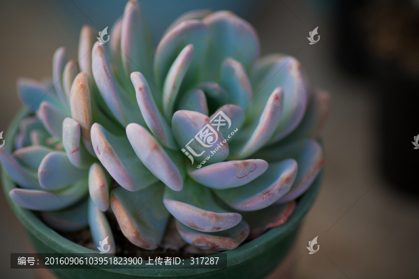 多肉植物