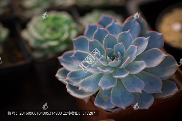 多肉植物