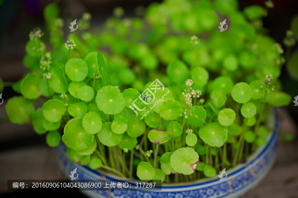 銅錢草