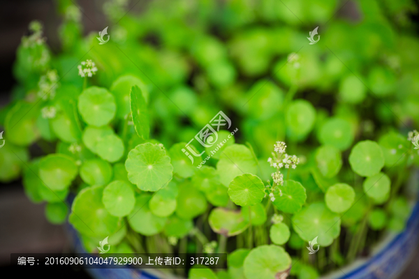 銅錢(qián)草