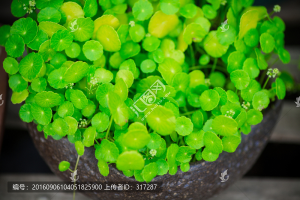 銅錢草