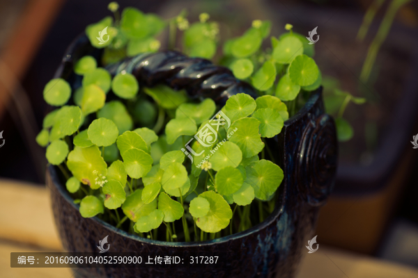 銅錢草