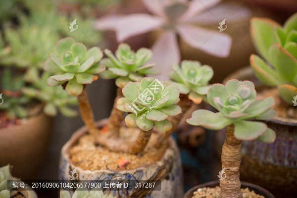 多肉植物
