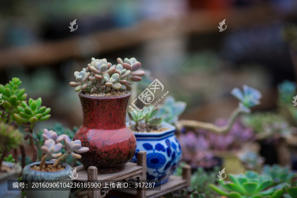 多肉植物