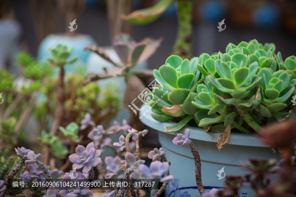 多肉植物