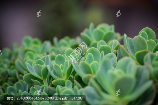 多肉植物