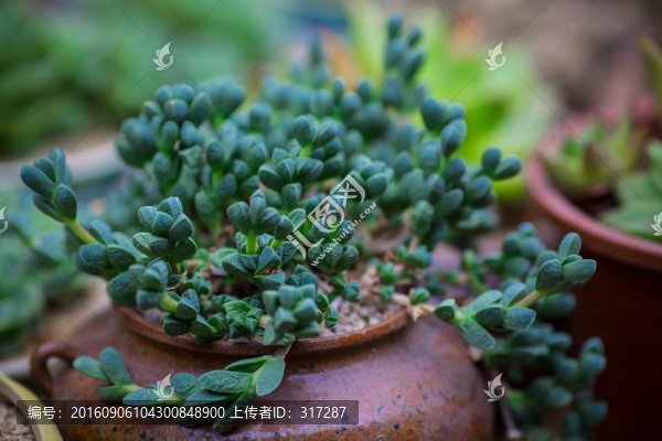 多肉植物