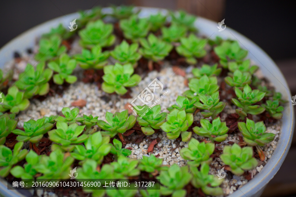 多肉植物