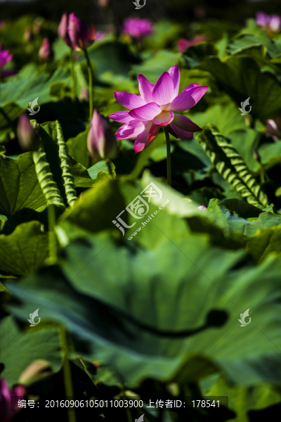 荷花