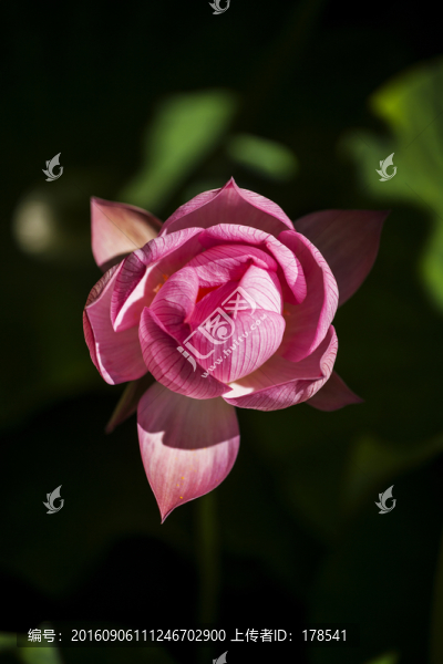 荷花-匯圖網(wǎng) www.fosd68.com 荷花