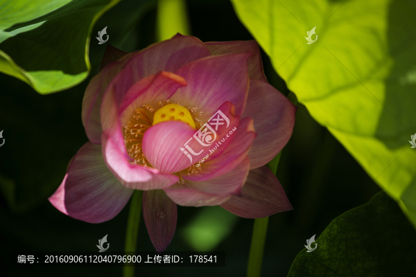 荷花