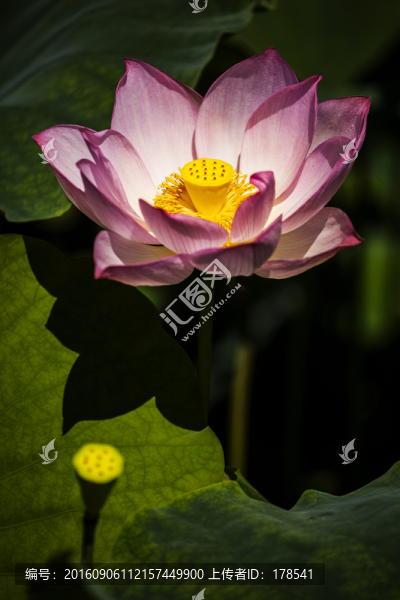 荷花
